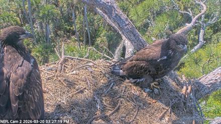NE Florida Eagles Live Webcam - Mar 20, 2026, 3:28pm EDT