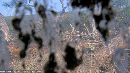 NE Florida Eagles Live Webcam - Jan 22, 2026, 12:19pm EST