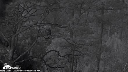 NE Florida Eagles Live Webcam - Apr 14, 2026, 6:37am EDT