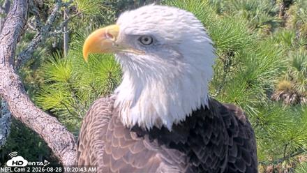 NE Florida Eagles Live Webcam - Aug 28, 2026, 10:21am EDT