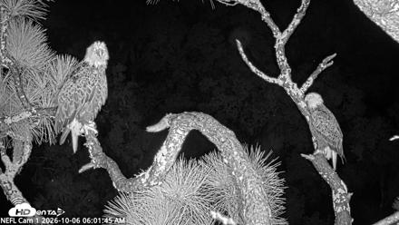 NE Florida Eagles Live Webcam - Oct 6, 2026, 6:02am EDT