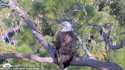 NE Florida Eagles Live Webcam - Sep 1, 2026, 9:56am EDT