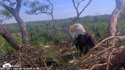 NE Florida Eagles Live Webcam - Apr 19, 2026, 10:29am EDT