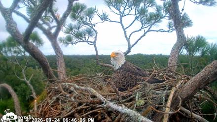 NE Florida Eagles Live Webcam - Sep 24, 2026, 6:46pm EDT