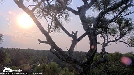 NE Florida Eagles Live Webcam - Jul 28, 2026, 7:17pm EDT