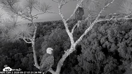 NE Florida Eagles Live Webcam - Sep 27, 2026, 7:32pm EDT