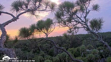 NE Florida Eagles Live Webcam - Jul 25, 2026, 7:59pm EDT