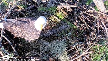 NE Florida Eagles Live Webcam - Sep 13, 2026, 8:34am EDT
