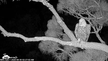 NE Florida Eagles Live Webcam - Aug 30, 2026, 2:28am EDT