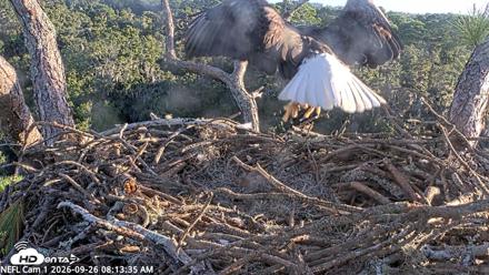 NE Florida Eagles Live Webcam - Sep 26, 2026, 8:14am EDT