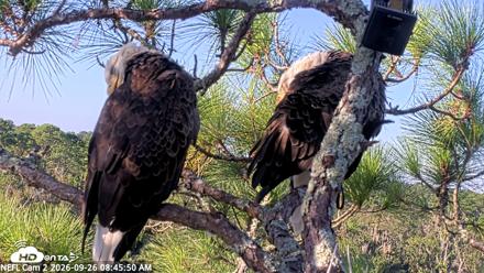 NE Florida Eagles Live Webcam - Sep 26, 2026, 8:46am EDT
