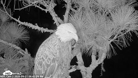 NE Florida Eagles Live Webcam - Sep 21, 2026, 6:43am EDT