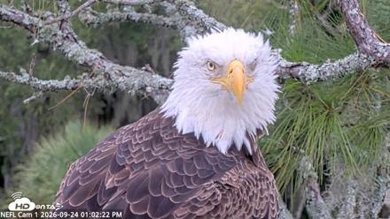 NE Florida Eagles Live Webcam - Sep 24, 2026, 1:03pm EDT