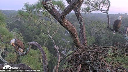 NE Florida Eagles Live Webcam - Sep 13, 2026, 7:07am EDT