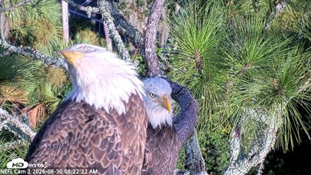 NE Florida Eagles Live Webcam - Aug 30, 2026, 8:23am EDT