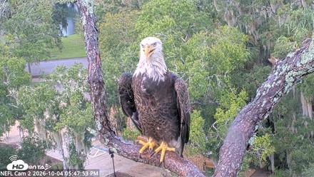 NE Florida Eagles Live Webcam - Oct 4, 2026, 5:48pm EDT