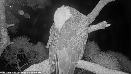NE Florida Eagles Live Webcam - Oct 23, 2025, 8:57pm EDT