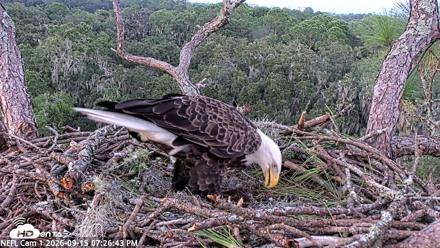 NE Florida Eagles Live Webcam - Sep 15, 2026, 7:27pm EDT