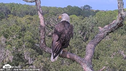 NE Florida Eagles Live Webcam - Sep 18, 2026, 3:56pm EDT