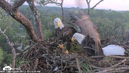 NE Florida Eagles Live Webcam - Sep 13, 2026, 7:24am EDT