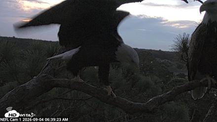 NE Florida Eagles Live Webcam - Sep 4, 2026, 6:40am EDT