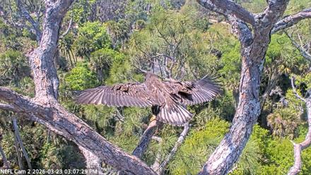 NE Florida Eagles Live Webcam - Mar 23, 2026, 3:08pm EDT