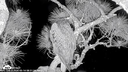 NE Florida Eagles Live Webcam - May 14, 2026, 8:52pm EDT