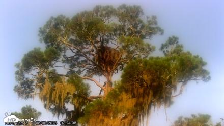 NE Florida Eagles Live Webcam - Aug 6, 2026, 7:25am EDT