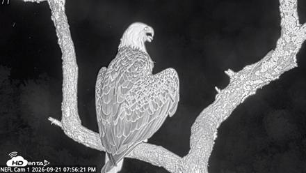 NE Florida Eagles Live Webcam - Sep 21, 2026, 7:57pm EDT