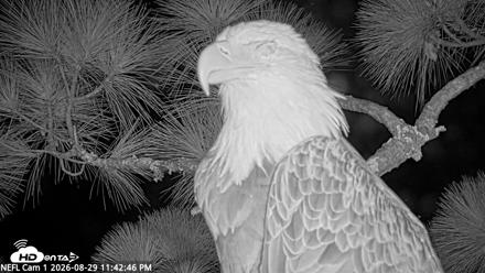 NE Florida Eagles Live Webcam - Aug 29, 2026, 11:43pm EDT