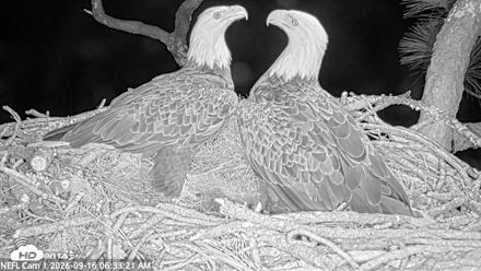 NE Florida Eagles Live Webcam - Sep 16, 2026, 6:34am EDT