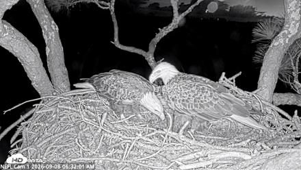NE Florida Eagles Live Webcam - Sep 8, 2026, 6:33am EDT