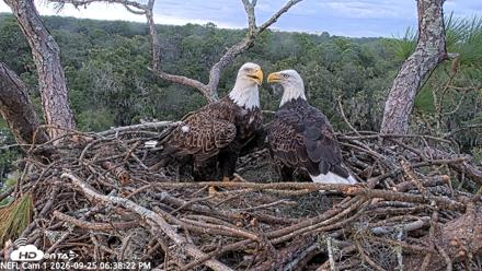 NE Florida Eagles Live Webcam - Sep 25, 2026, 6:39pm EDT