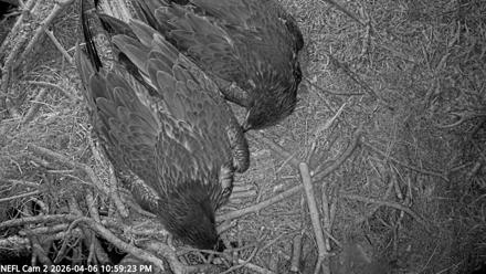NE Florida Eagles Live Webcam - Apr 6, 2026, 11:00pm EDT