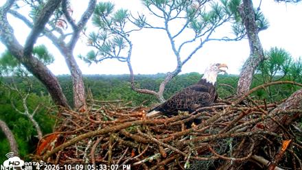 NE Florida Eagles Live Webcam - Oct 9, 2026, 5:34pm EDT