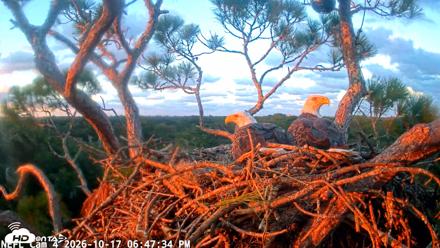 NE Florida Eagles Live Webcam - Oct 17, 2026, 6:48pm EDT