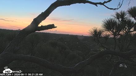 NE Florida Eagles Live Webcam - Aug 11, 2026, 6:22am EDT