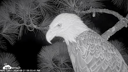 NE Florida Eagles Live Webcam - Aug 21, 2026, 9:56pm EDT