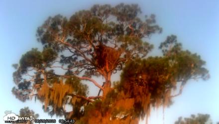 NE Florida Eagles Live Webcam - Jun 26, 2026, 6:56am EDT