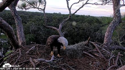 NE Florida Eagles Live Webcam - Aug 30, 2026, 7:39pm EDT