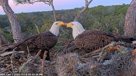 NE Florida Eagles Live Webcam - Nov 18, 2025, 5:36pm EST