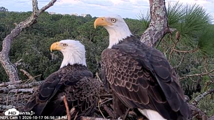 NE Florida Eagles Live Webcam - Oct 17, 2026, 6:57pm EDT