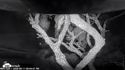 NE Florida Eagles Live Webcam - Aug 11, 2026, 8:45pm EDT
