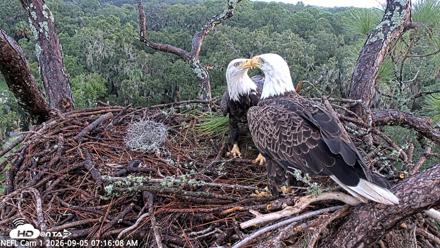 NE Florida Eagles Live Webcam - Sep 5, 2026, 7:17am EDT