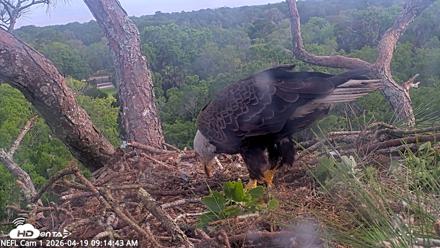 NE Florida Eagles Live Webcam - Apr 19, 2026, 9:15am EDT