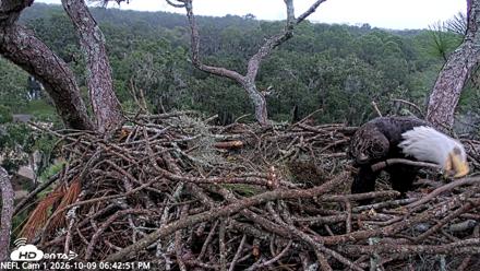 NE Florida Eagles Live Webcam - Oct 9, 2026, 6:43pm EDT