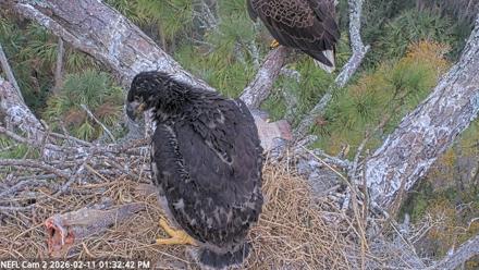 NE Florida Eagles Live Webcam - Feb 11, 2026, 1:33pm EST