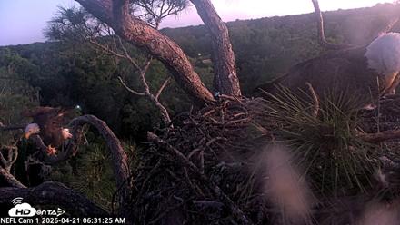 NE Florida Eagles Live Webcam - Apr 21, 2026, 6:32am EDT