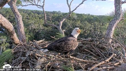 NE Florida Eagles Live Webcam - Sep 16, 2026, 8:24am EDT