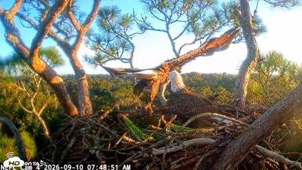 NE Florida Eagles Live Webcam - Sep 10, 2026, 7:49am EDT